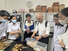 Image: Procedures to export longan to Japan are rapidly finalized