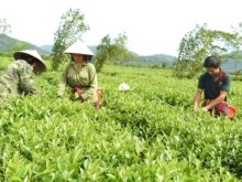 Image: Tea production and price declines push farmers into hardship