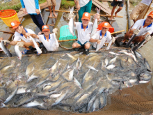 Image: Tra fish exports surge, reflecting post-pandemic recovery