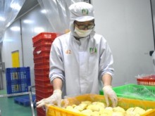 Image: Professionalize production for official export of durian to China