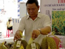Image: Standardized quality so Vietnamese durian can compete