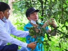 Image: The massive export potential of Vietnam's macadamia