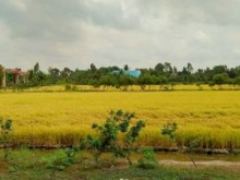 Image: Vietnamese rice seeks to expand market share in the UK
