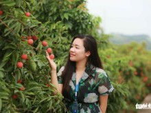 Image: Summer in Bac Giang: Eating Luc Ngan litchi, camping in Dong Cao, traveling to West Yen Tu