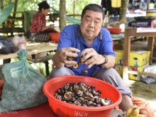 Image: Hunting season for rock snails along Cuc Phuong forest
