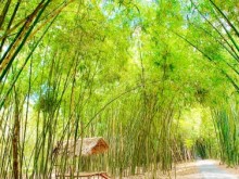 Image: Bamboo industry - billion dollar dream