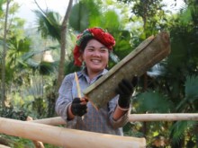 Image: Bao Yen looks to produce organic cinnamon and reach out to high-end markets