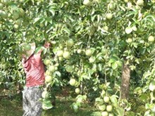 Image: Improving capacity in exporting durian and passion fruit