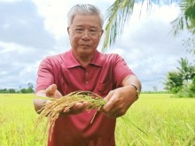 Image: IRRI’s 10-year journey of closing rice yield gaps comes to an end
