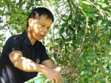 Image: Lang son grows anise in the organic direction for export