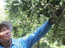 Image: Macadamia: ‘Supernumerary actor’ becomes ‘the main role’