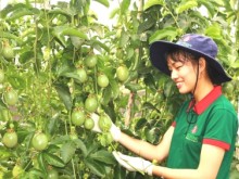 Image: Passion fruit covers the vast land: 20,000 ha in Gia Lai in 2025
