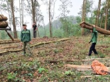 Image: Selling young forests, or maintaining high-priced large forests?