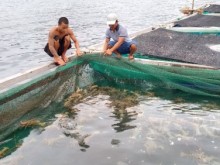 Image: Solutions to sustainable development of lobster farming