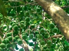 Image: Special attention needed to develop macadamia trees