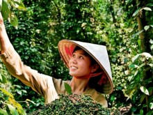 Image: The major goals for Vietnamese pepper industry: safe, sustainable and profitable