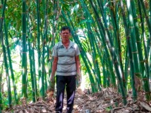 Image: Vietnamese bamboo and the potential that remains ‘asleep’