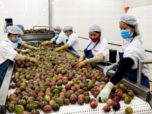 Image: Vietnam pilots passion fruit exports to China
