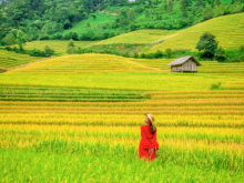 Image: Hunting ripe rice in Nam Cang