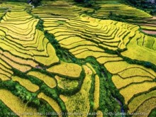 Image: Coordinates viewing of beautiful and peaceful terraced fields in Tuyen Quang
