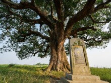Image: Discover the super-beautiful check-in point at the more than 600-year-old Mangifera foetida Lour tree in Bac Ninh
