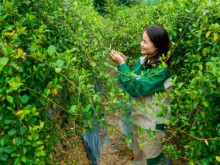 Image: 16,500 hectares of medicinal plants for export in Quang Ninh