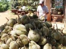Image: Durian growing area in Dak Lak will be the largest in the country