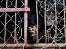 Image: Rescuing a bear kept in captivity for 17 years in Nam Dinh
