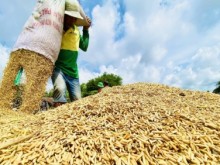Image: Sustainable production of 1 million ha of high-quality specialized rice in the Mekong Delta