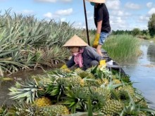 Image: Vietnamese pineapples’ exports find boosting opportunities