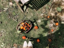 Image: 5 fruit-laden persimmon gardens in Da Lat that are both beautiful and satisfying to eat on the spot are waiting for you to visit