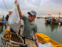 Image: The abundance of anchovies in Quang Binh