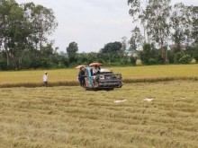 Image: Australia backs over AU$5 million for rice production in Mekong Delta