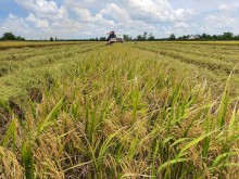 Image: Loc Troi gets US$100 million loan to produce quality rice