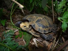 Image: Discover many rare turtle species at Pu Hu Nature Reserve