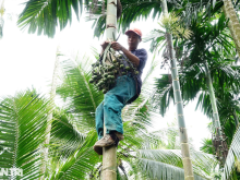 Image: Heartbroken, frowning at “Spider-Man” running on a body tree Arecaceae