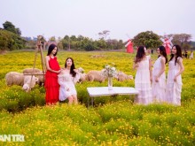 Image: Lost in the field of golden flowers like the West sky in Hanoi