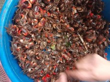 Image: Quang Ninh’s specialty is 5$/ kg, has an eye-catching red leg