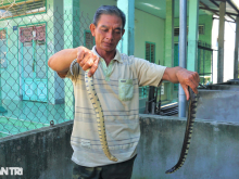 Image: The secret of raising snakes “easier than chickens”, super-profitable Tay Do farmer