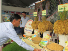 Image: Bright prospects for rice exports