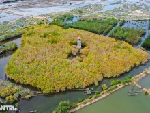 Image: Golden season in Ru Cha mangrove forest
