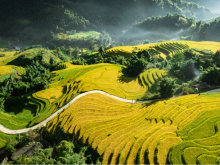 Image: Muong Hoa Valley: A colorful quilt of ripening rice