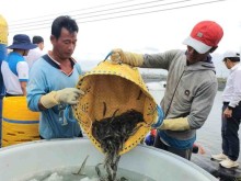 Image: Saline intrusion hits Mekong Delta’s agro-fishery sector