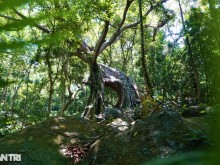 Image: Unique “bewildered banyan tree” nearly 1,000 years old on Son Tra peninsula