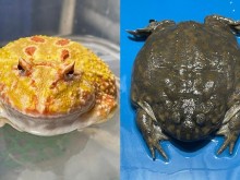 Image: Breeding ornamental crabs, ornamental ants, and exotic animals