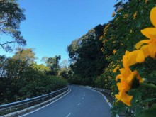 Image: Go to Ba Vi to see wild sunflowers in full bloom for only about 8 USD