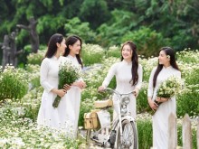 Image: Ha Thanh girls gracefully show off their colors with daisies at the beginning of the season