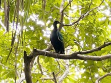 Image: Rare pigeons appear in Con Dao National Park
