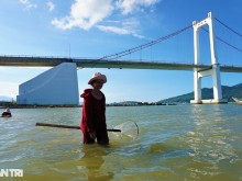 Image: Soak in the Han River, and stir the sand to catch the specialty “advance king”