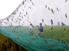 Image: Species that fly in the fields before everyone meets them are chased away, now are looking to buy $20/kg
